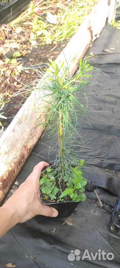 Сосна веймутова