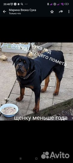 Щенки ротвейлера 15р