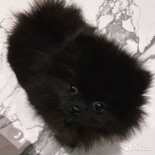 Немецкий шпиц