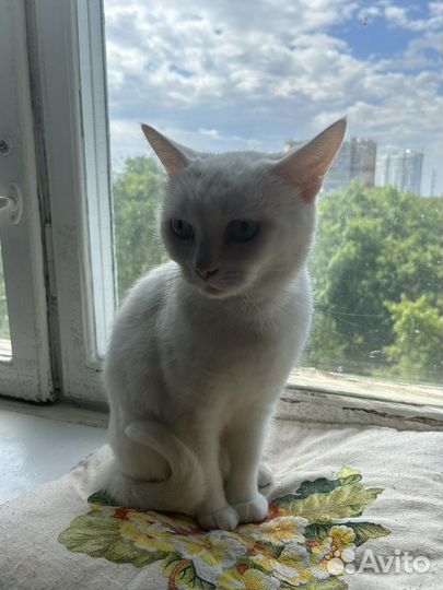 Кот в добрые руки