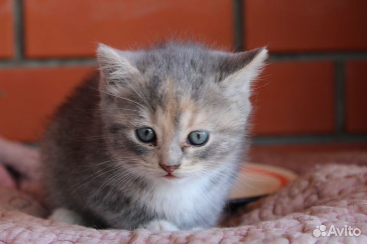 Отдам в добрые руки маленькую