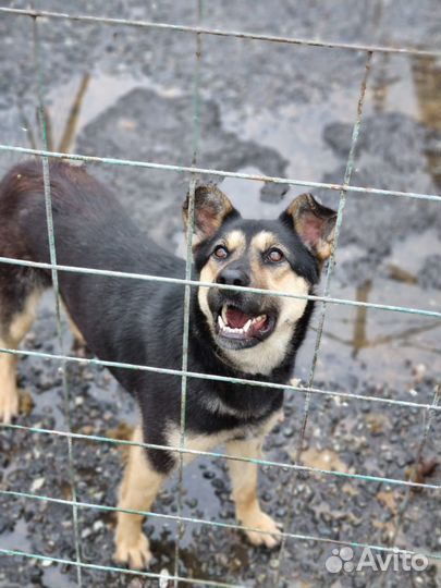 Собака в добрые руки. Возьмите Рут домой