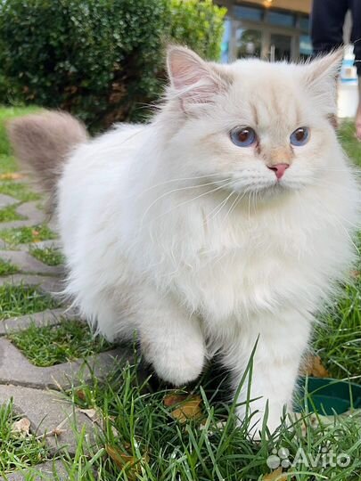 Невская маскарадная кошечка