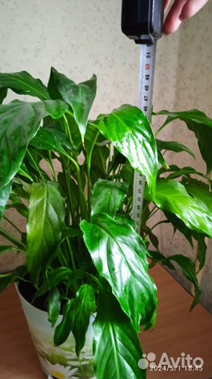 Спатифиллум