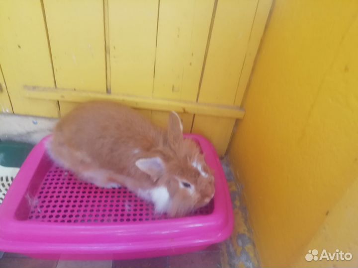 Львиноголовый кролик для вязки