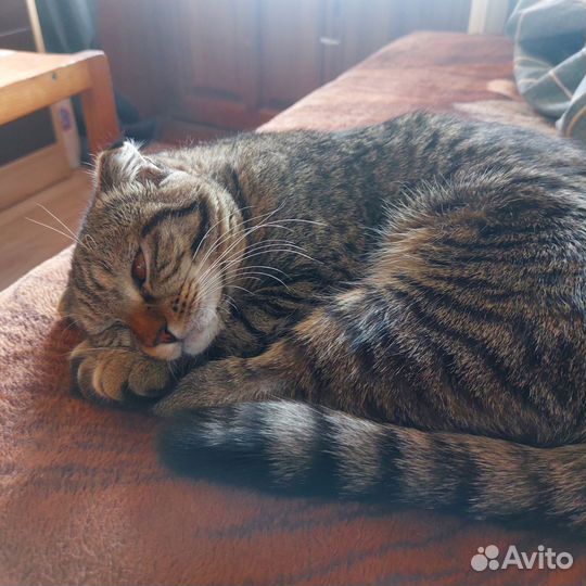 Кошки в добрые руки