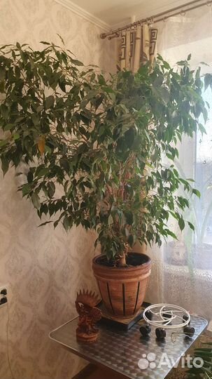 Фикус бенджамина большой