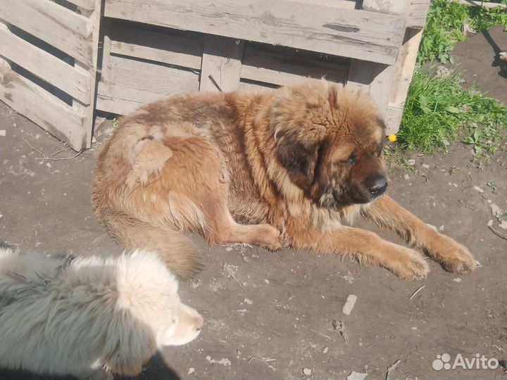 Щенки Тибетского мастифа