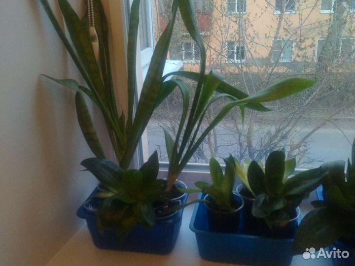 Сансевиерия (тещин язык), денежное дерево