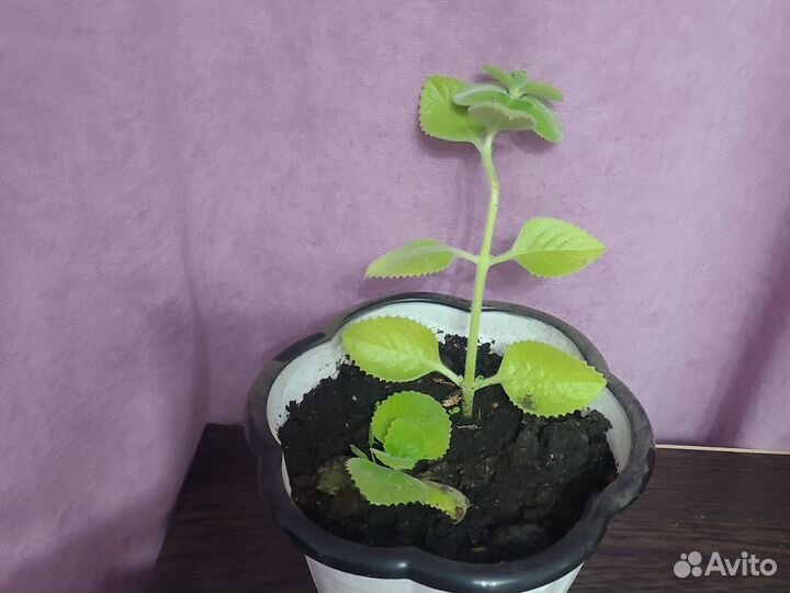 Цветок мята декоративная цветы комнатные