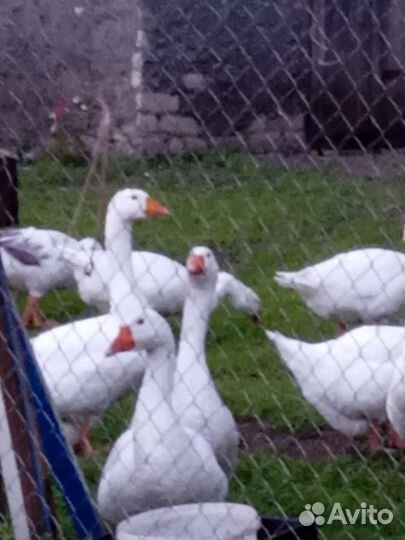 Гуси породистые 