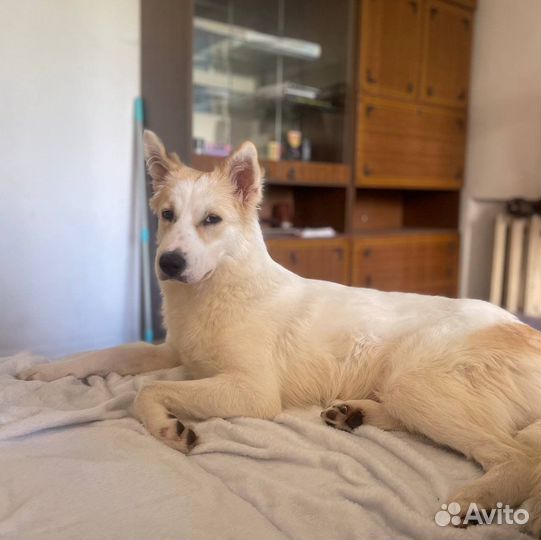 Красивый щенок в добрые руки