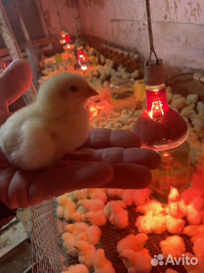 Бройлер подрощенный