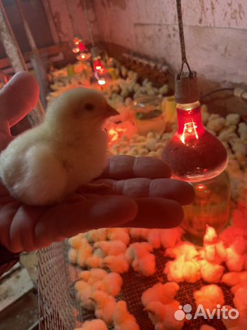 Бройлер подрощенный