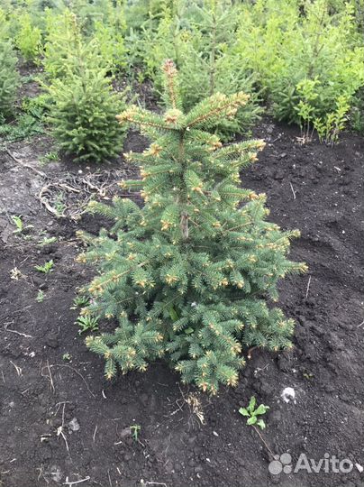 Ель голубая, ель канадская