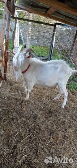 Вязка козёл заааненский