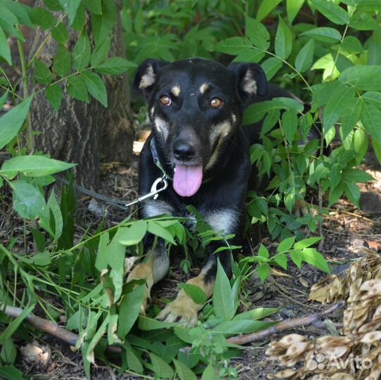 Юми в поисках дома