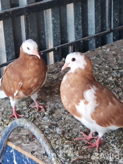 Голуби пермские и свердловские высоколетные