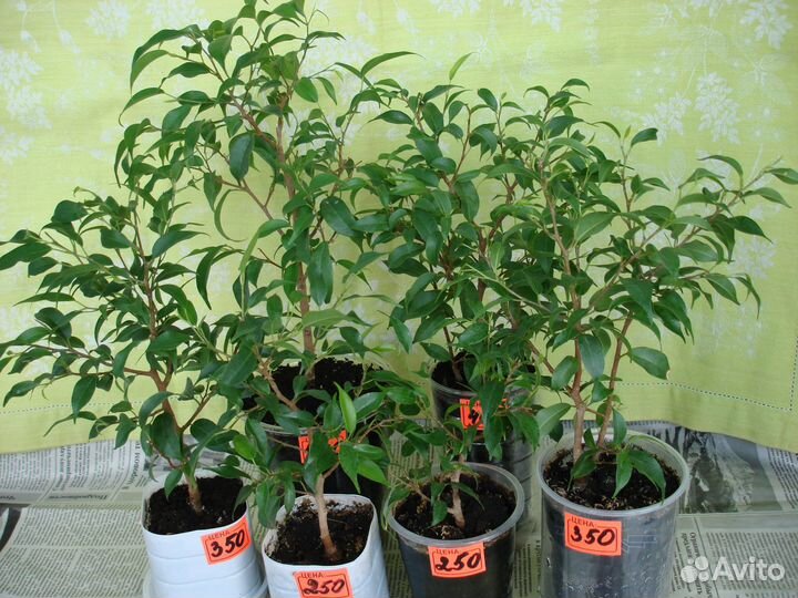 Фикус Бенджамина, бонсайный вариант