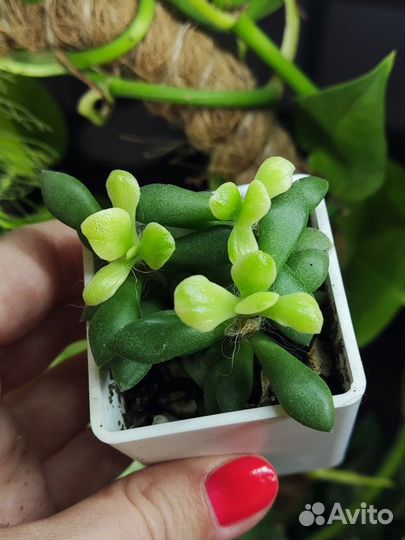 Суккуленты