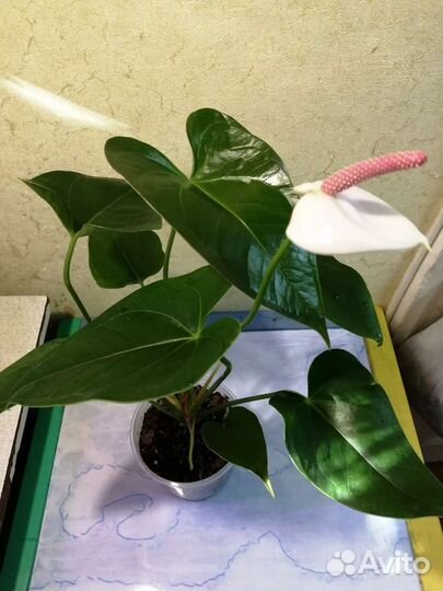 Антуриум White Beauty