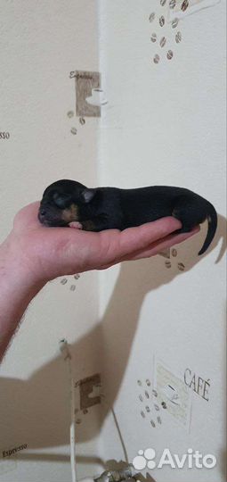 Щенки чихуахуа стандарт