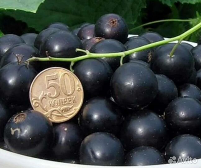 Саженцы черной и белой смородины