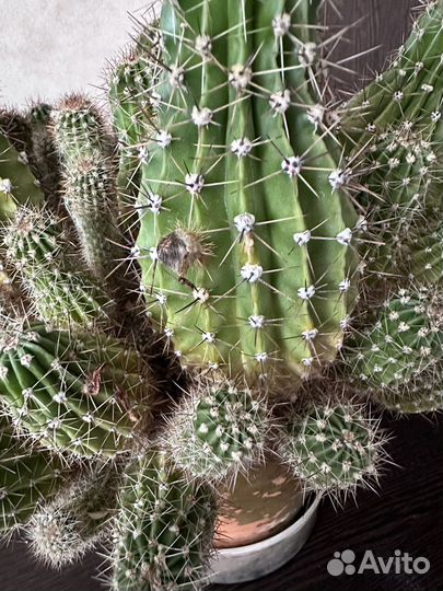Кактус цветущий