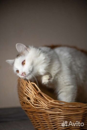 Кошечка Бланш