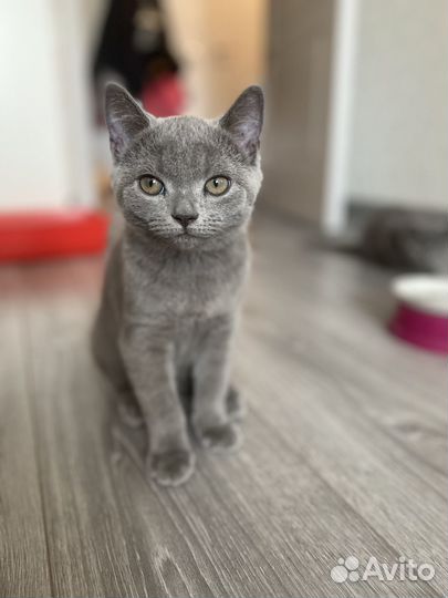 Британский котенок девочка