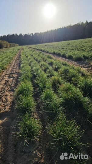 Саженцы сосны обыкновенной окс от производителя