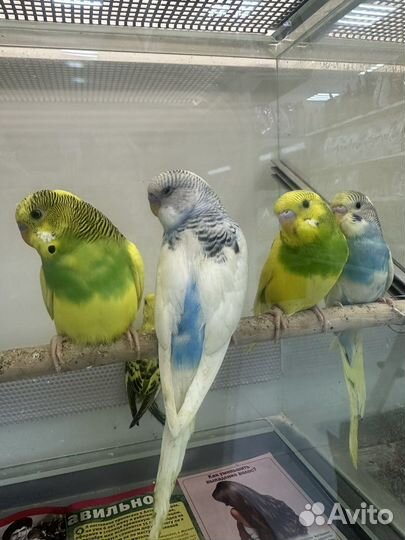Птенцы волнистый попугай