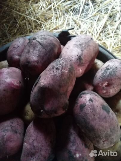 Картофель крупный