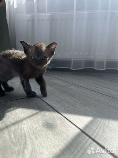 Бурманские котята