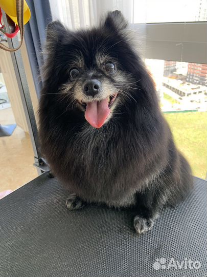 Груминг собак