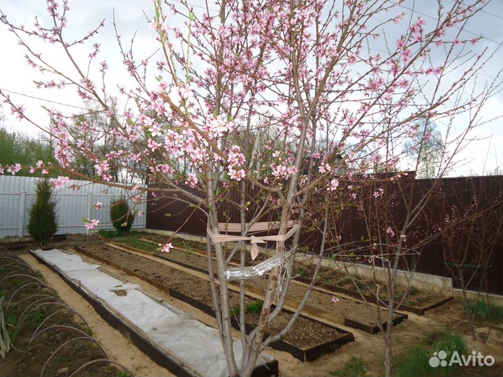 Саженцы персика