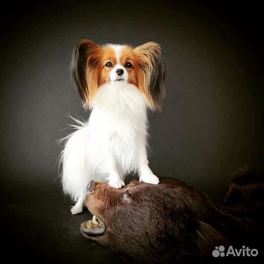 Щенки папийона