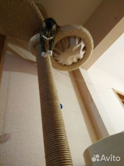 Когтеточка в потолок, в распор, комплекс