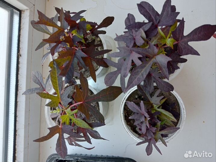 Ипомея батат