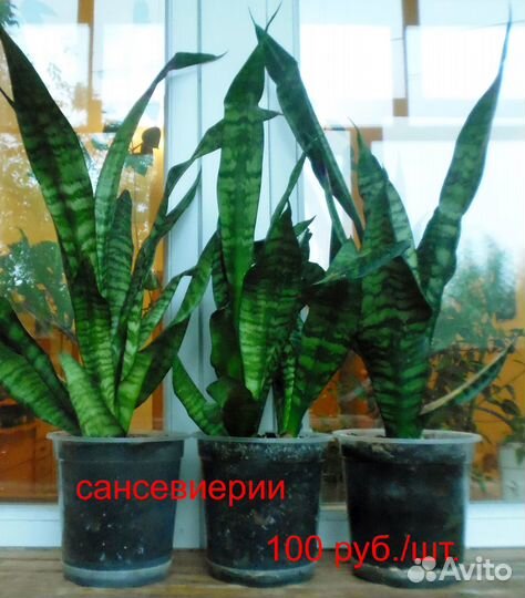 Комнатные растения