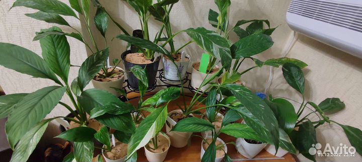 Спатифиллум (женское счастье)