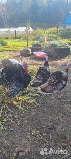 Индюки на племя, мясо