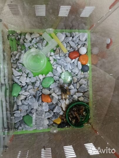 Формикарий -муравьиная ферма