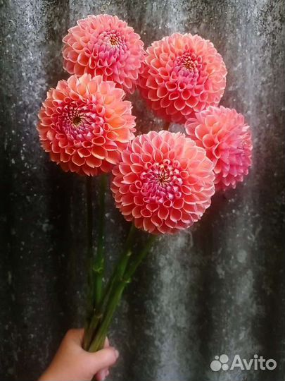 Георгины букет