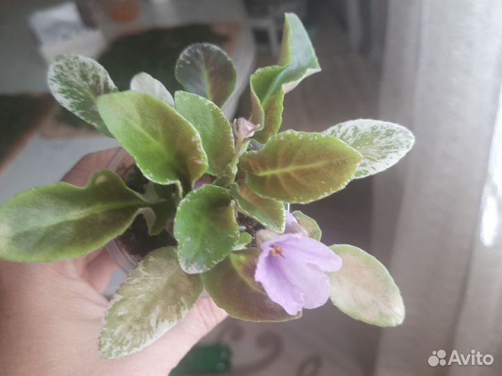 Фиалка ле-Эрика