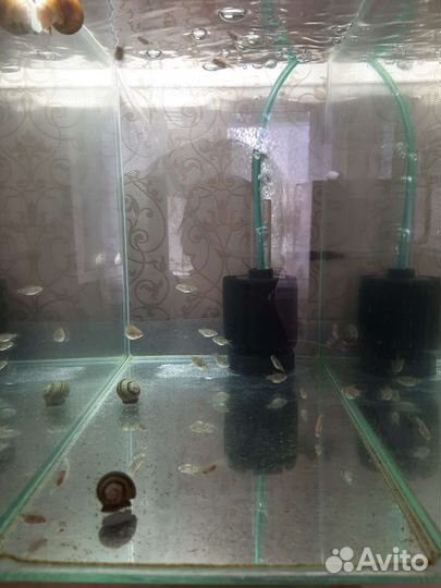 Барбусы, молинезия, гуппи