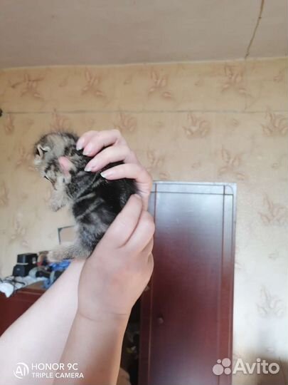 Котята в добрые руки бесплатно