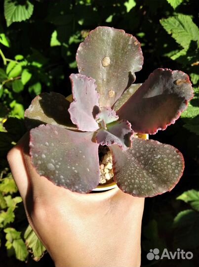 Эхеверии/эчеверии суккуленты