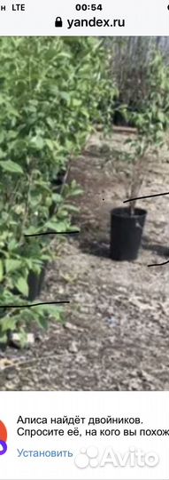 Жасмин садовый, высота саженца 0,8м