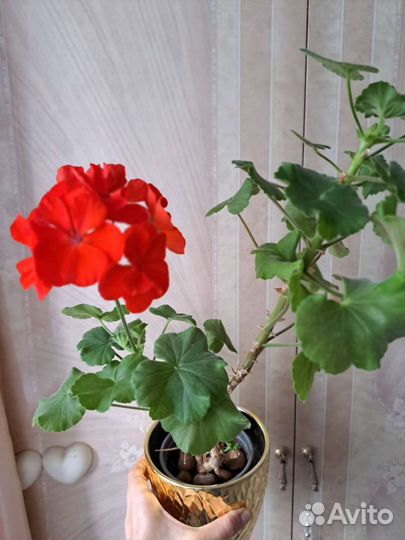 Герань пеларгония персиковая,розовая и красная